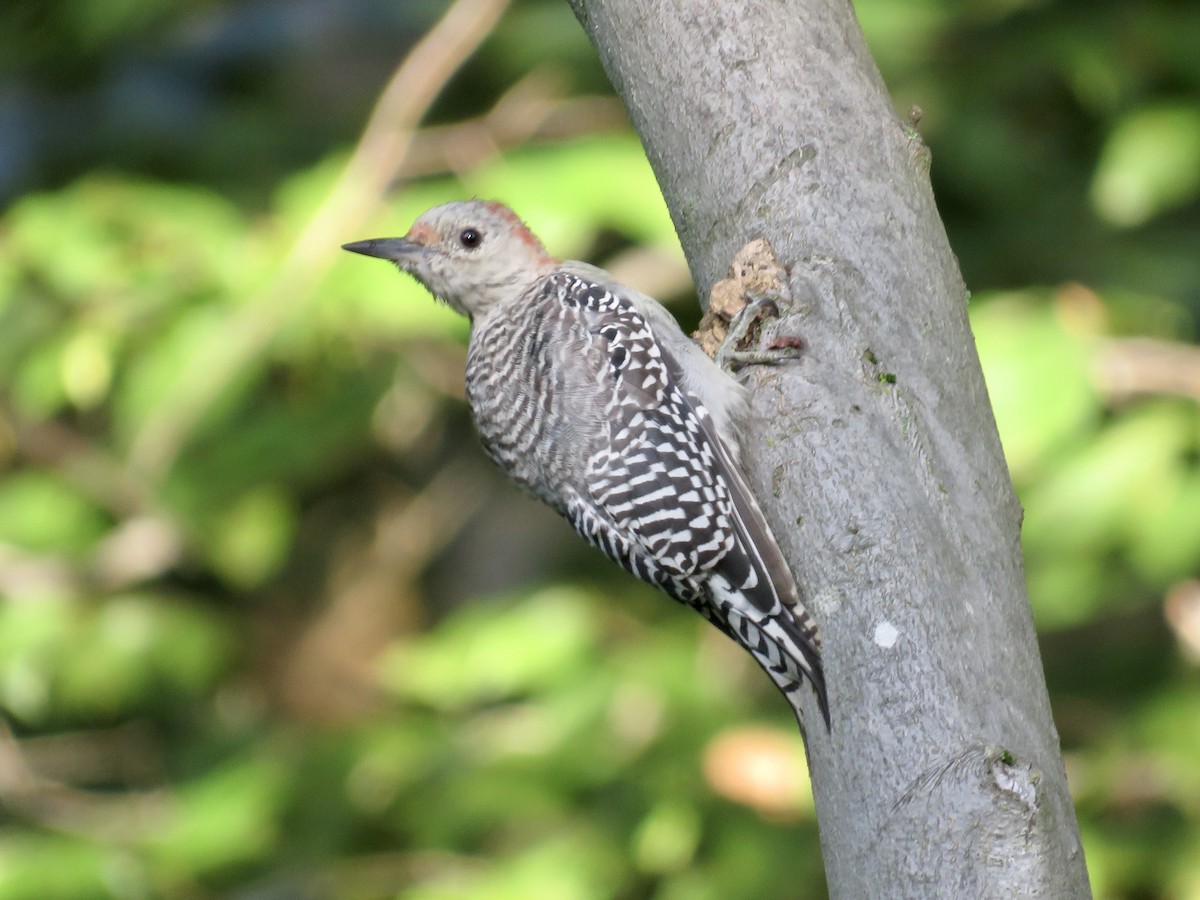 Red-bellied Woodpecker - Gerry Hawkins