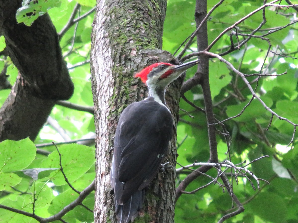 Pileated Woodpecker - ML262482861