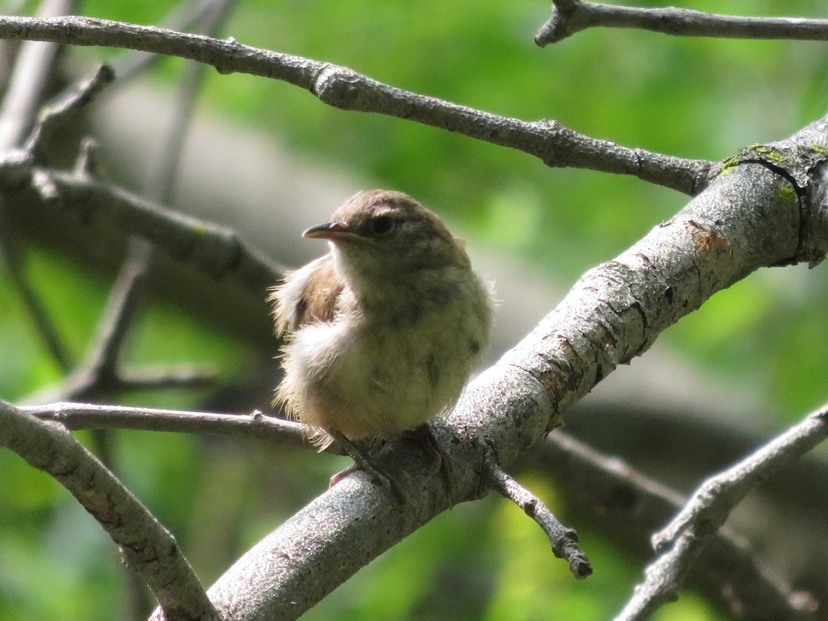 House Wren - ML262483021