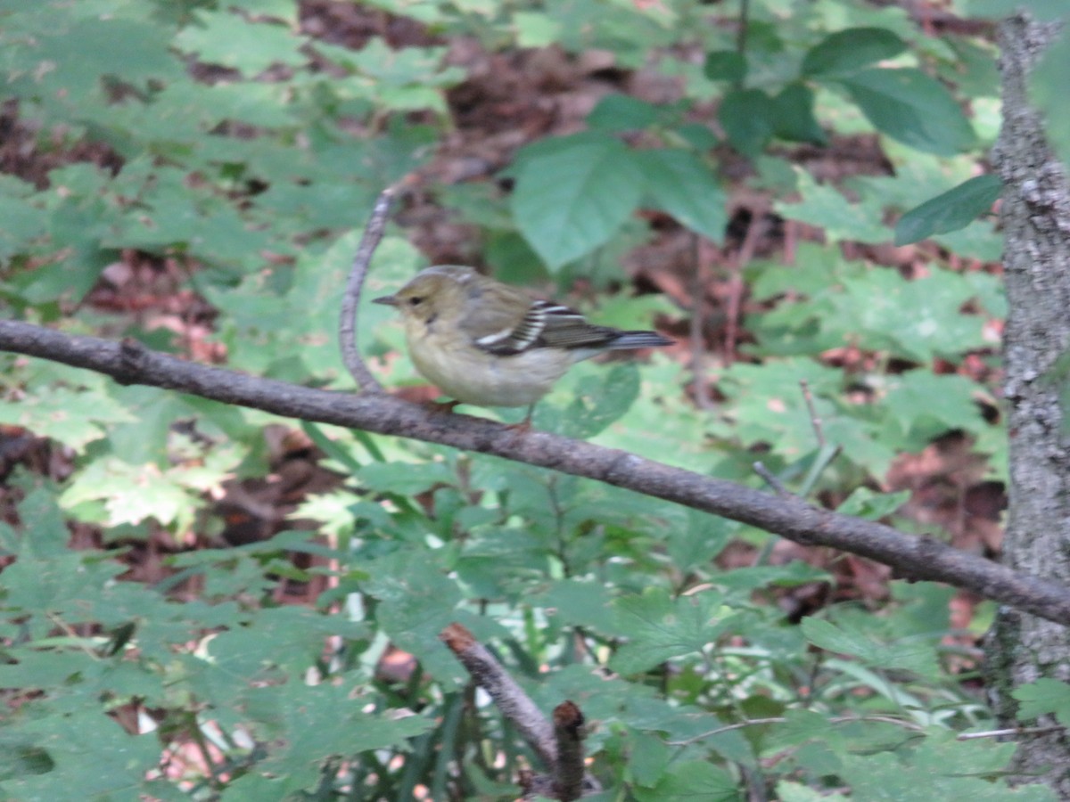 Blackpoll Warbler - ML262483171