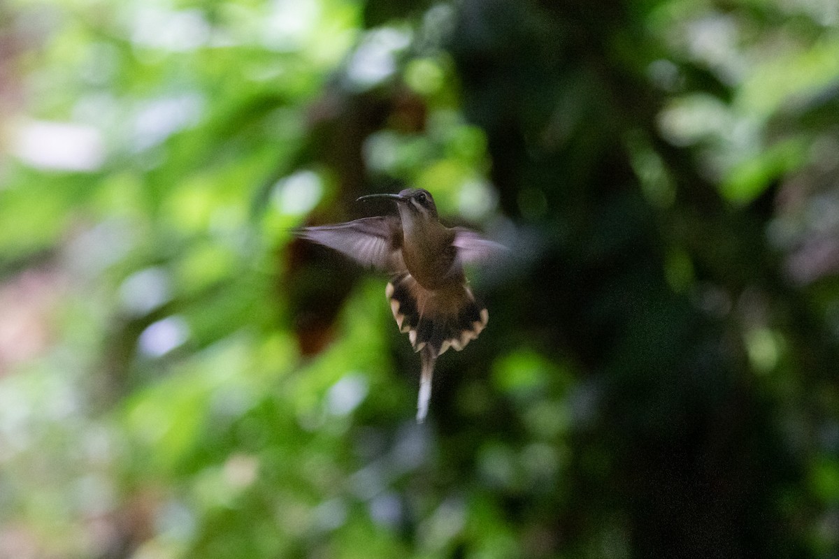 Koepckeschattenkolibri - ML262485531