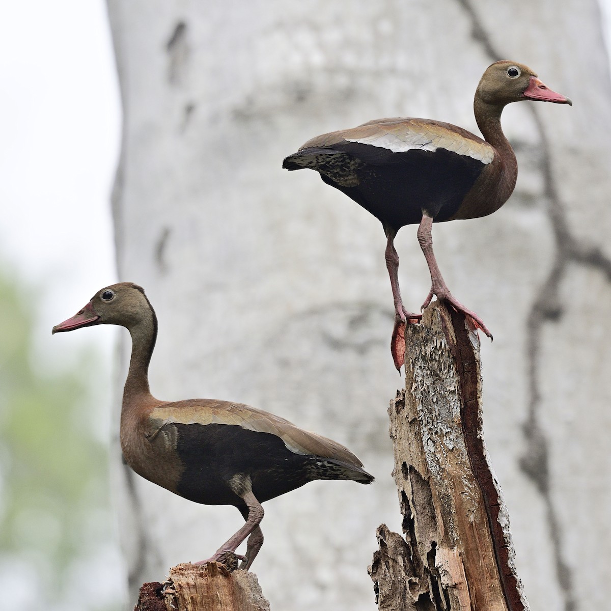 Black-bellied Whistling-Duck - ML262485731