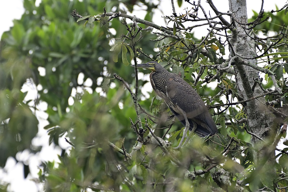 Bare-throated Tiger-Heron - ML262485801