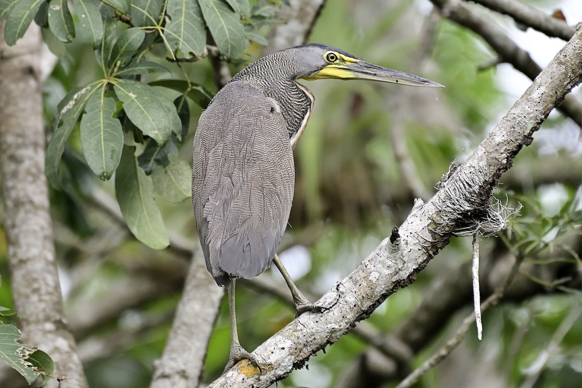 Bare-throated Tiger-Heron - ML262485811