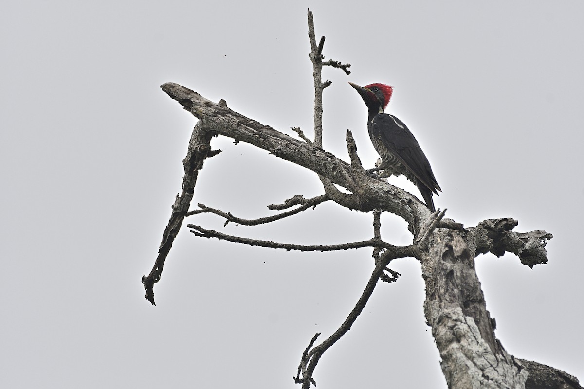Lineated Woodpecker - ML262485891