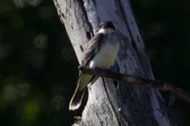 Eastern Kingbird - ML262486611