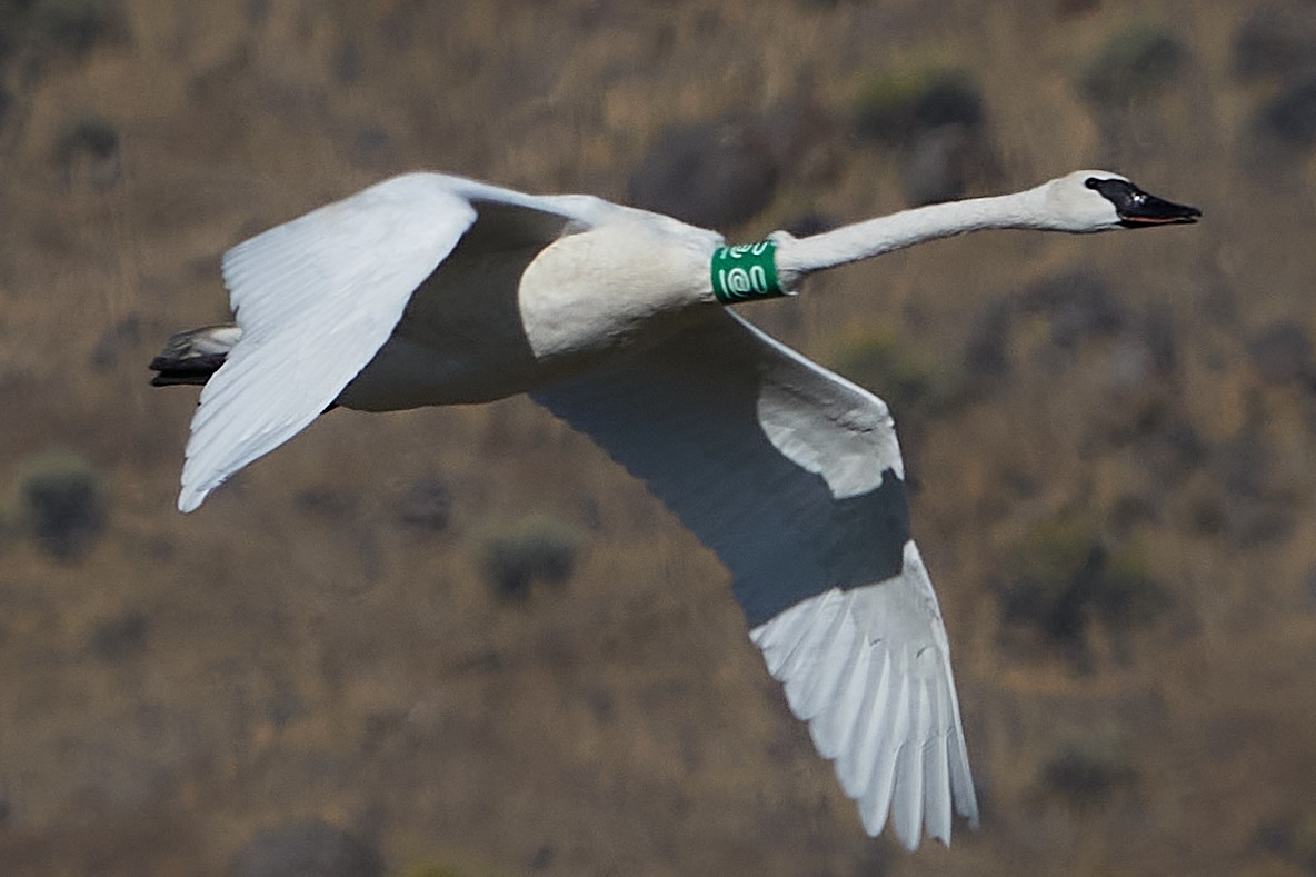 Trumpeter Swan - ML262487161