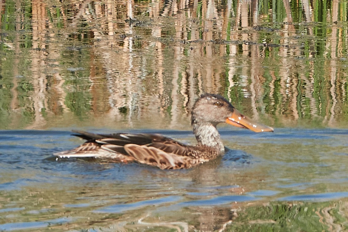 ハシビロガモ - ML262487411