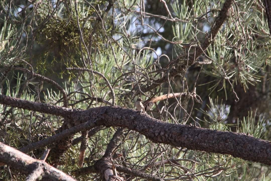 Spotted Flycatcher - Víctor González