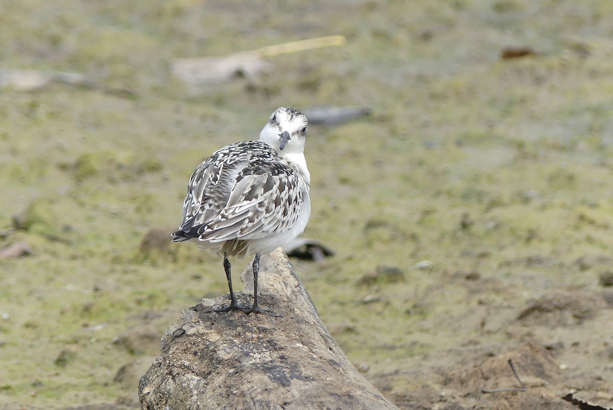 Sanderling - Leslie Sours