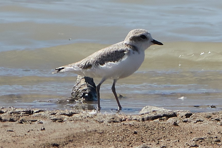 Snowy Plover - ML262488991