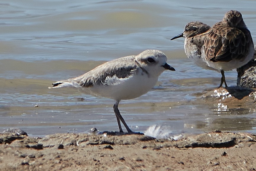 Snowy Plover - ML262489081