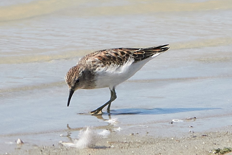 Least Sandpiper - ML262489461