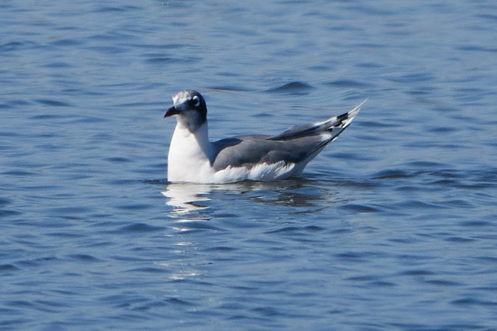 Gaviota Pipizcan - ML262489581