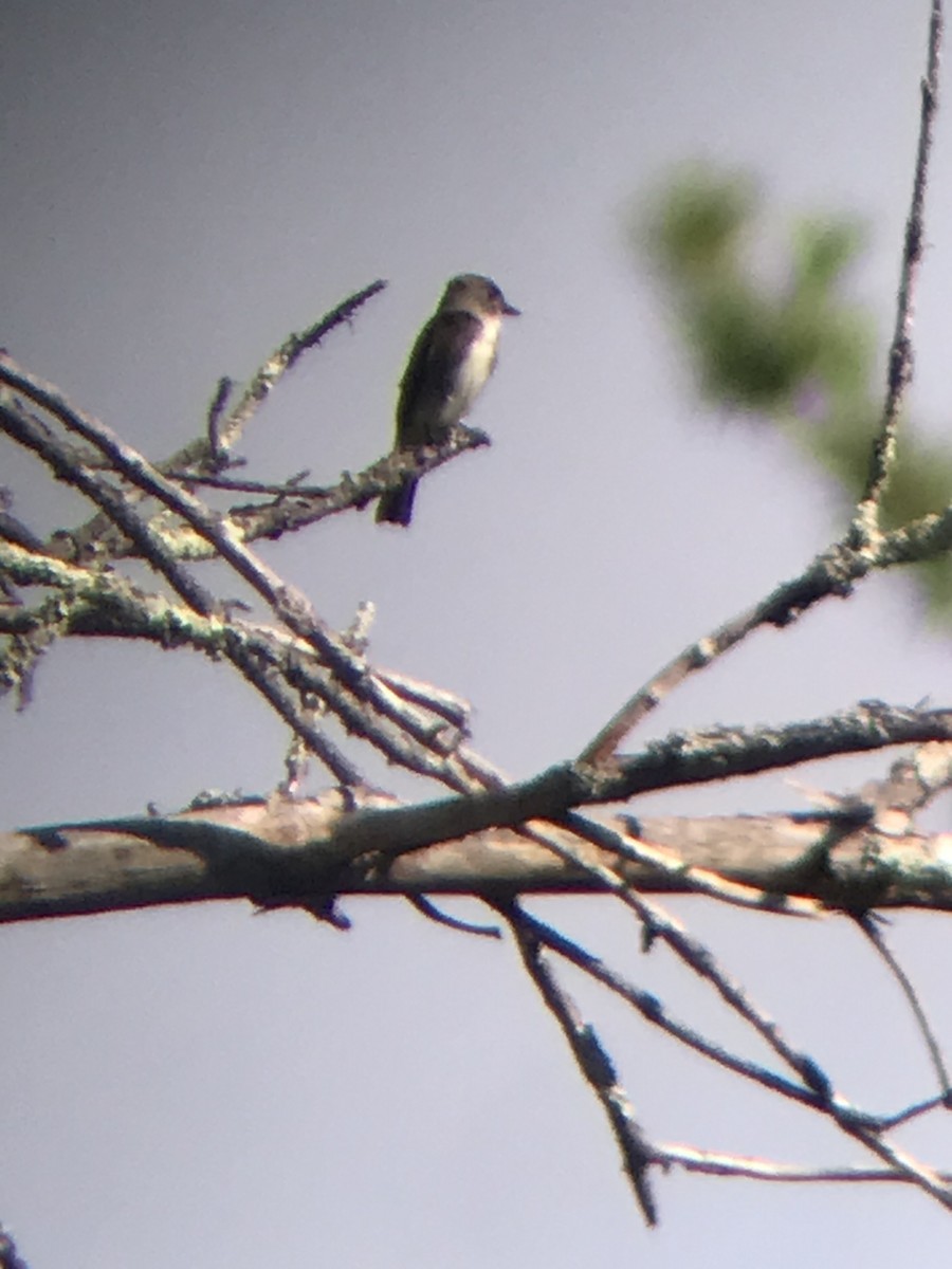 Olive-sided Flycatcher - ML262489701