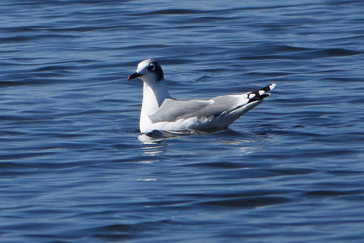 Gaviota Pipizcan - ML262489711