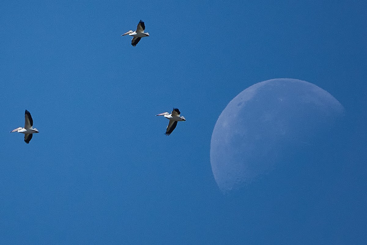 American White Pelican - ML262490001