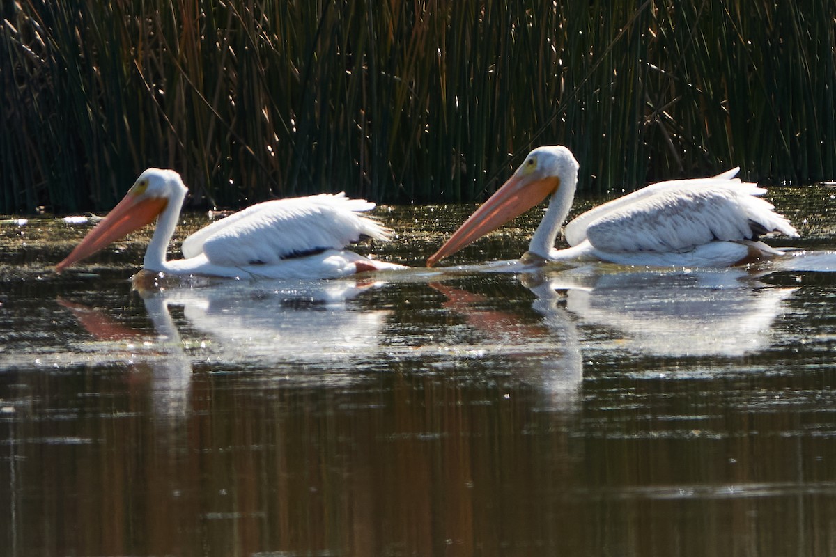 American White Pelican - ML262490151