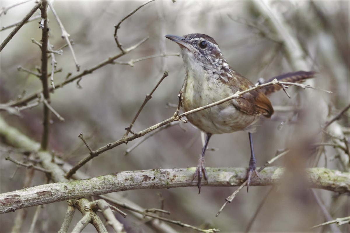 Carolina Wren (White-browed) - Isaias Morataya