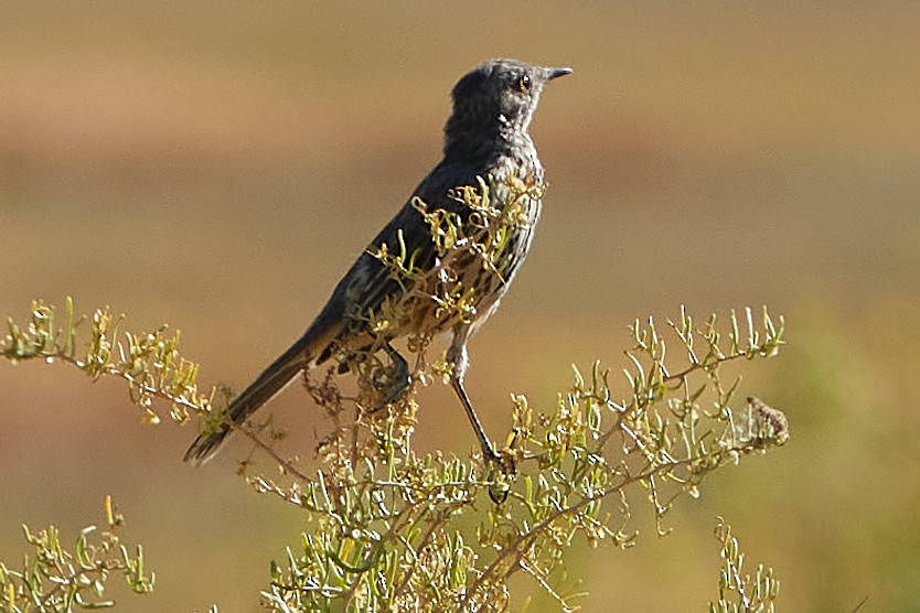 Sage Thrasher - ML262490761