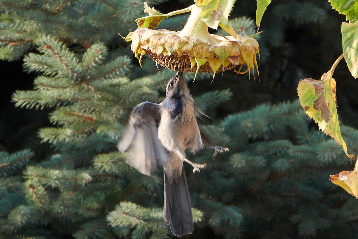 California Scrub-Jay - ML262490931