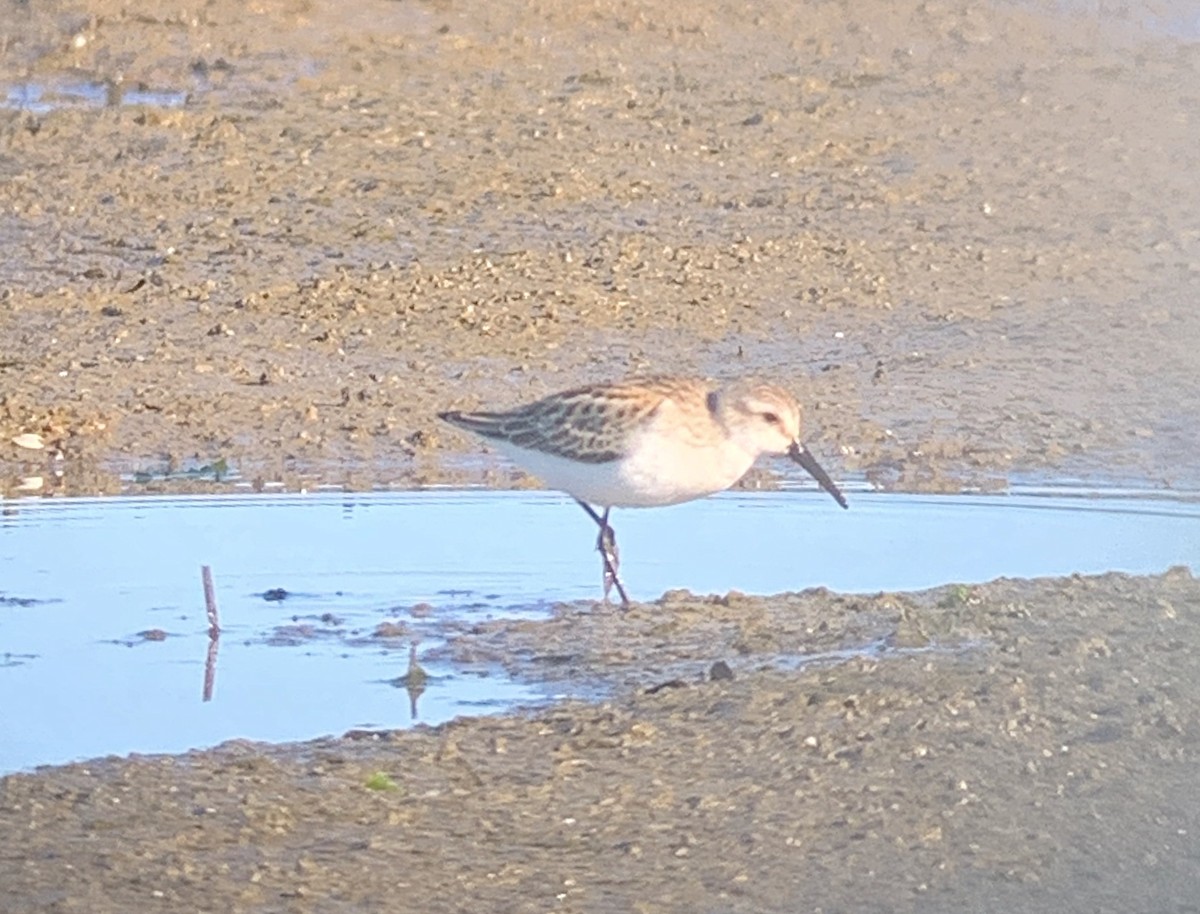 Western Sandpiper - ML262491091