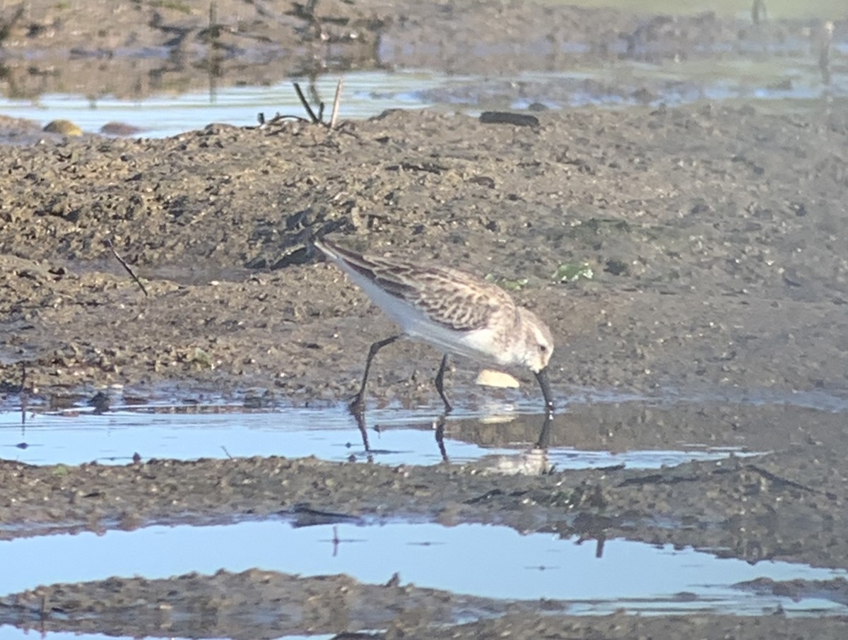 Western Sandpiper - ML262491101