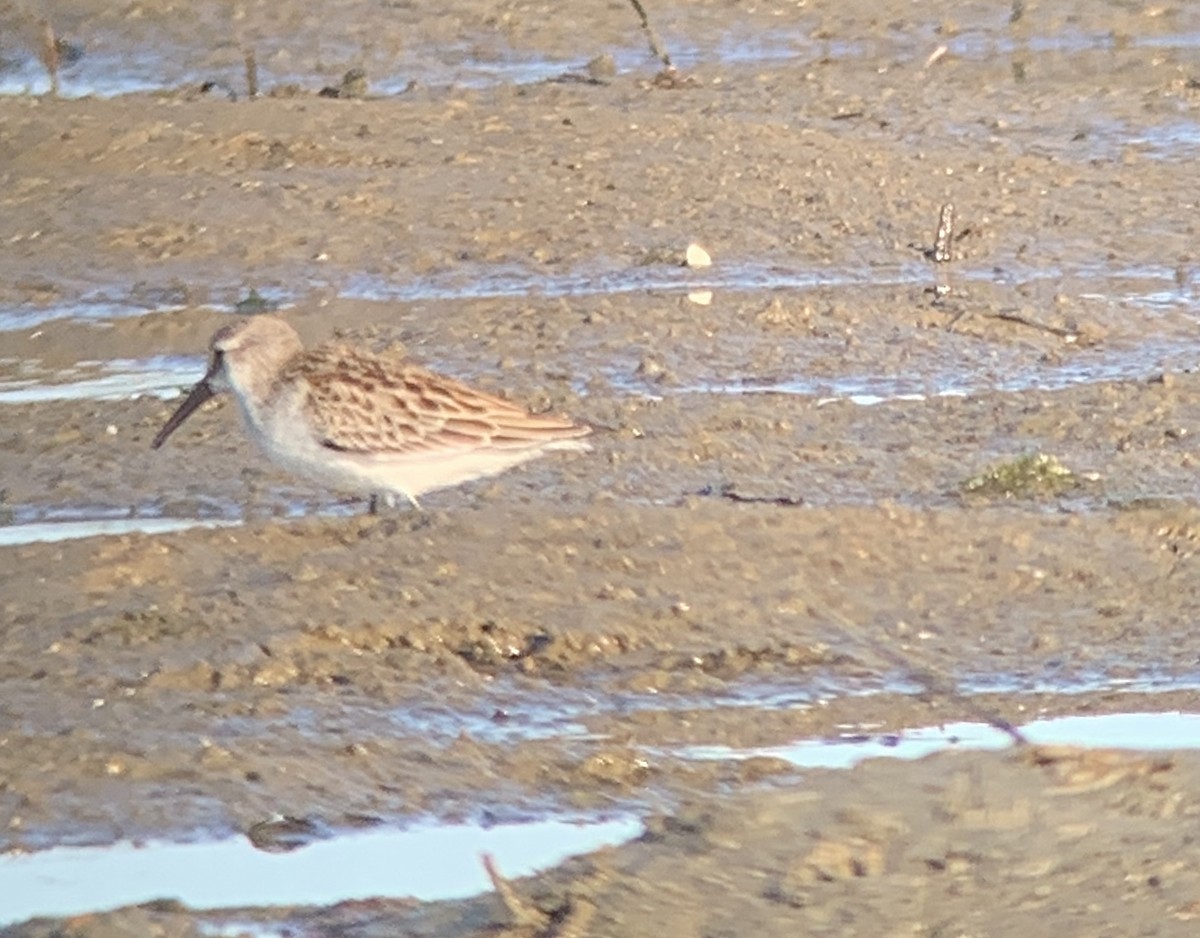 Western Sandpiper - ML262491111