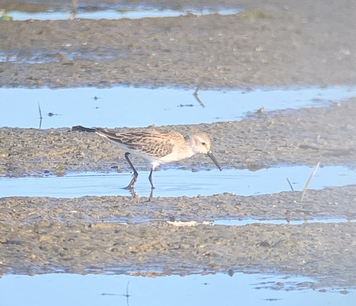 Western Sandpiper - ML262491131