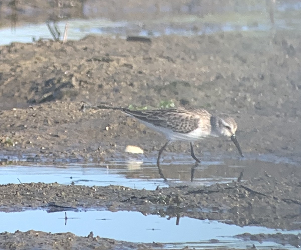 Western Sandpiper - ML262491141