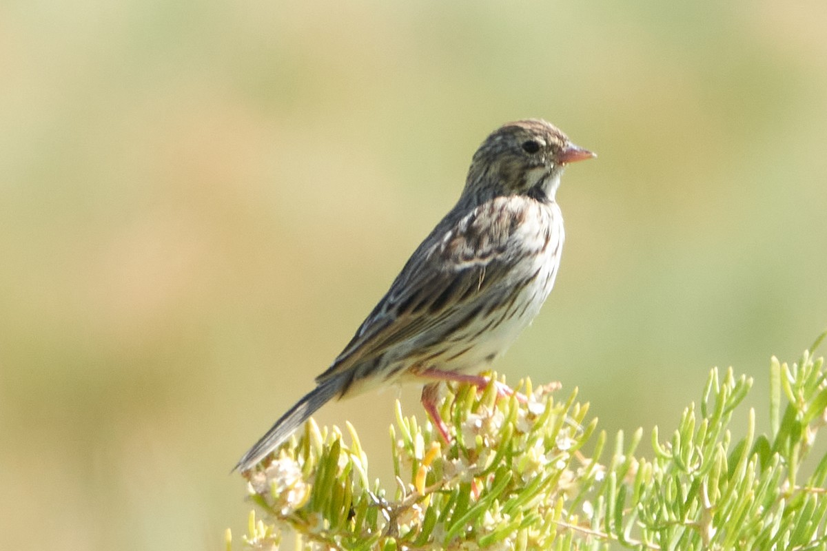 Savannah Sparrow - ML262491411