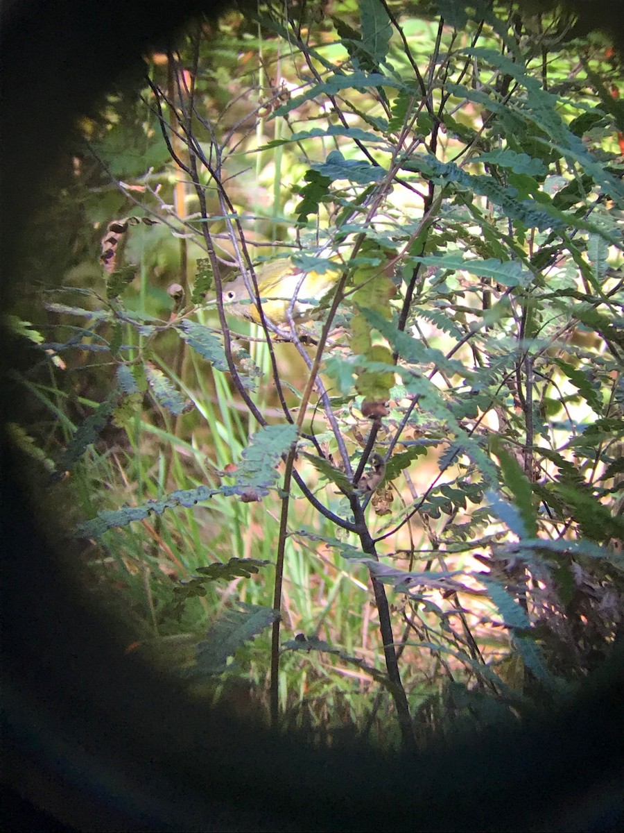 Nashville Warbler - ML262491541