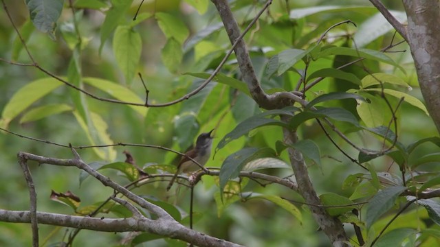 Prinia Rojiza - ML262491731