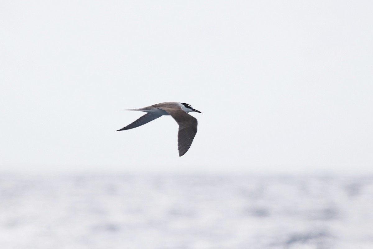 Bridled Tern - Hans Gonzembach