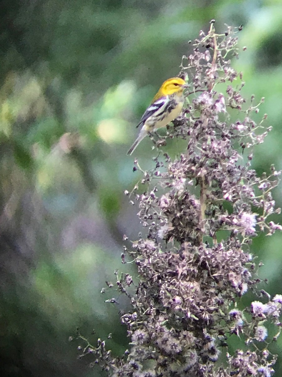 Black-throated Green Warbler - ML262491971