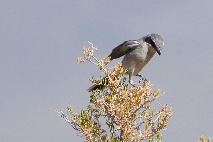 Loggerhead Shrike - ML262492131