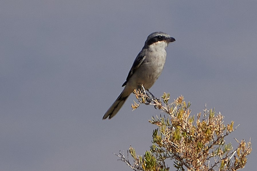 Loggerhead Shrike - ML262492181