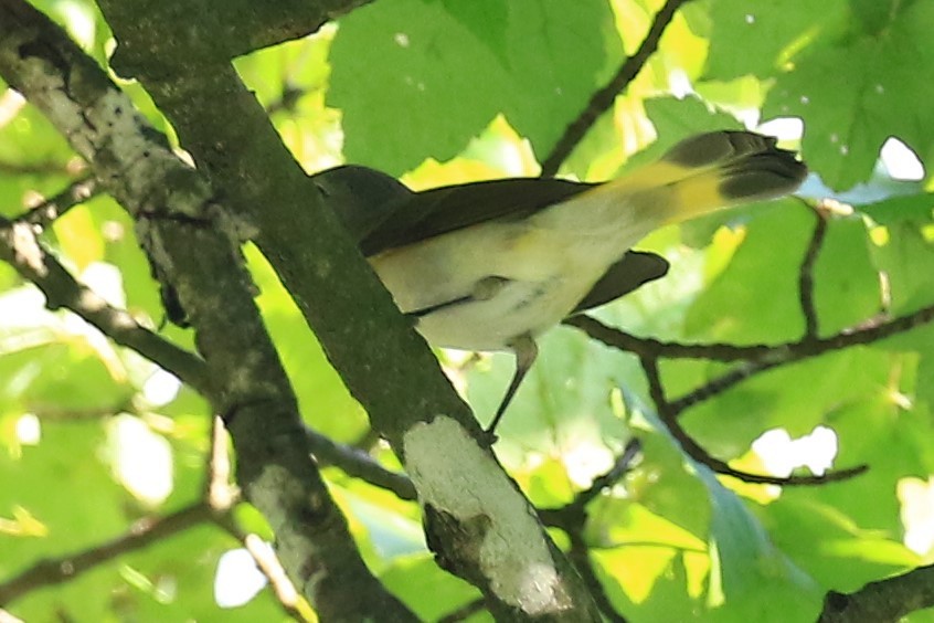 American Redstart - ML262492461