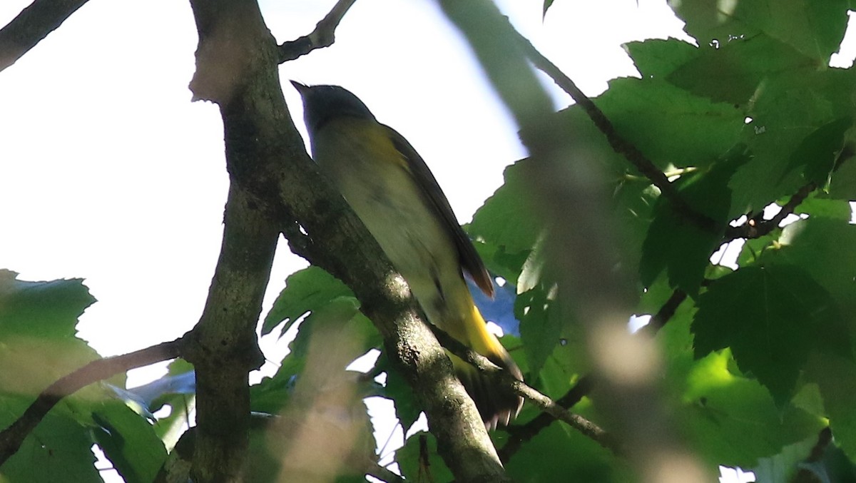 American Redstart - D Harvey