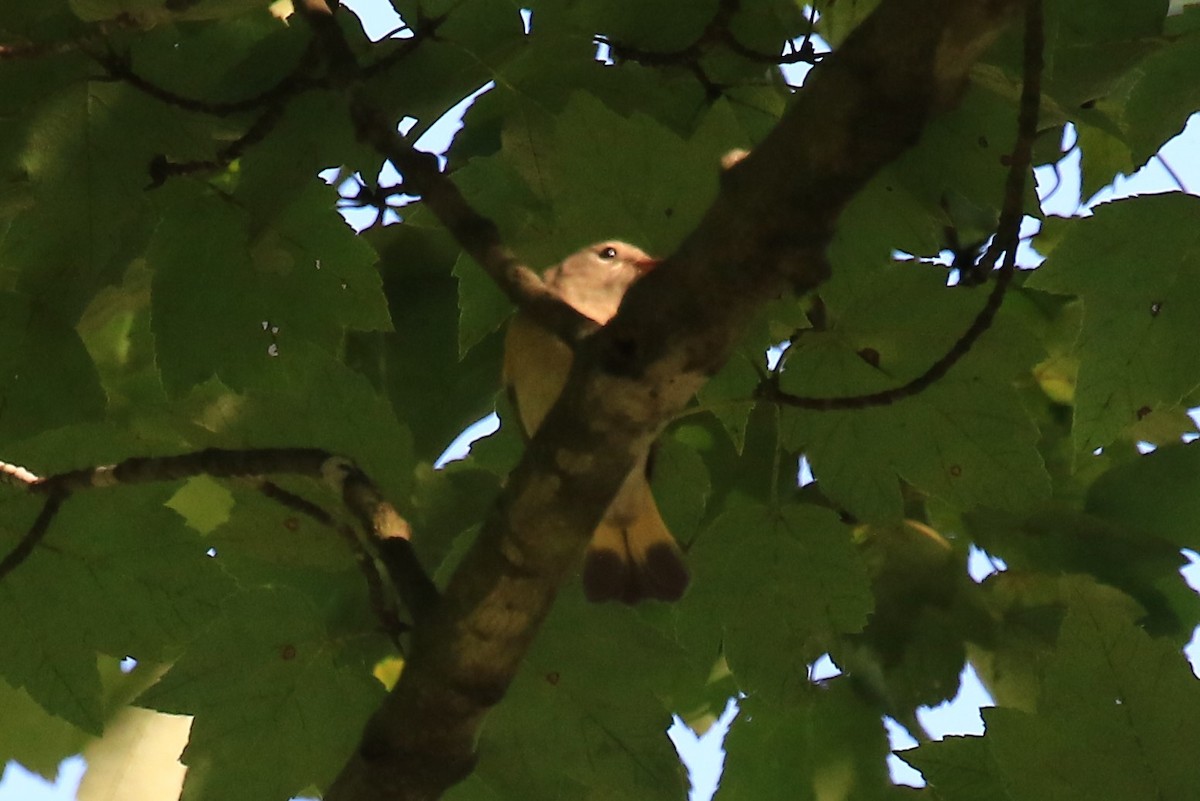 American Redstart - ML262492491