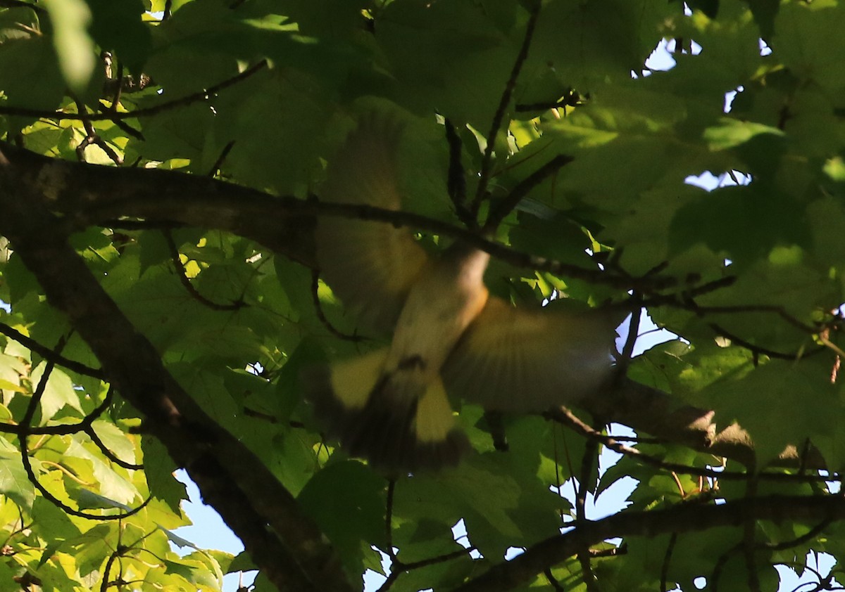 American Redstart - ML262492501