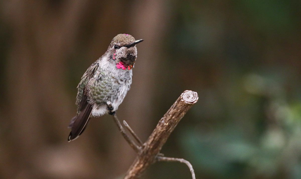 Anna's Hummingbird - ML262492521