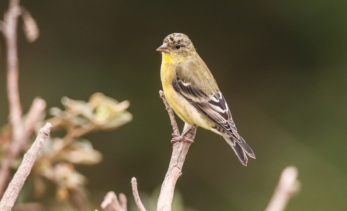 Lesser Goldfinch - ML262492781