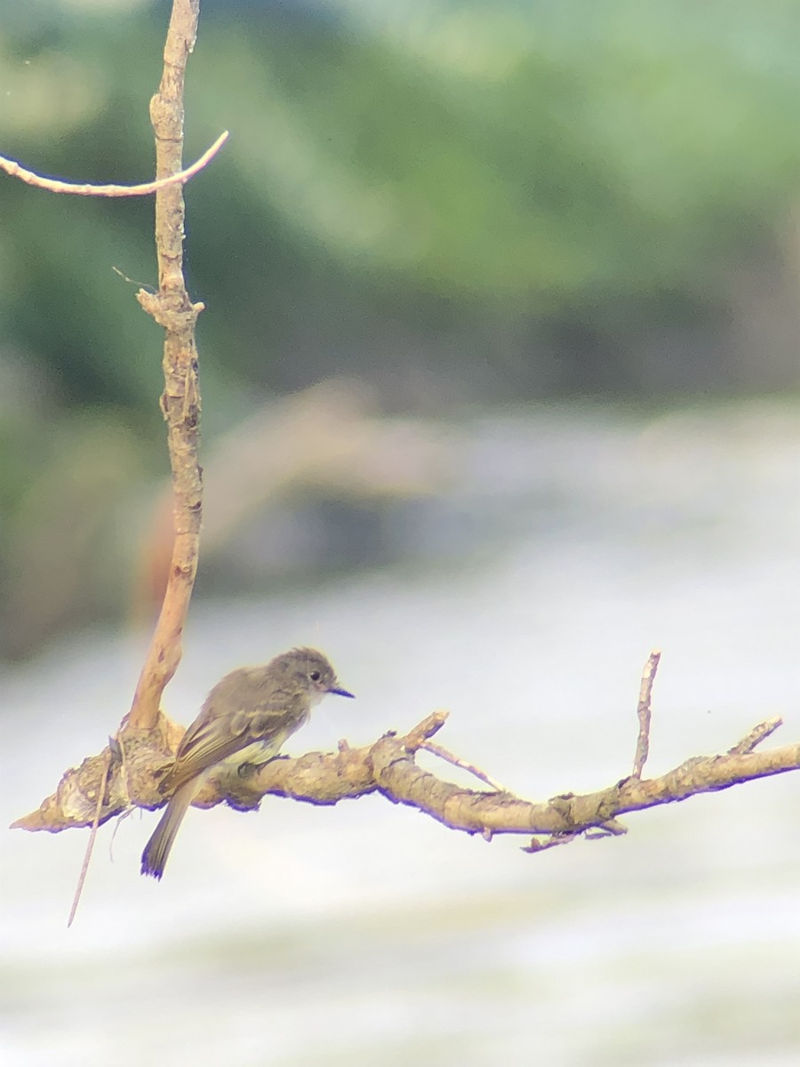 Eastern Phoebe - Bill Vajdich