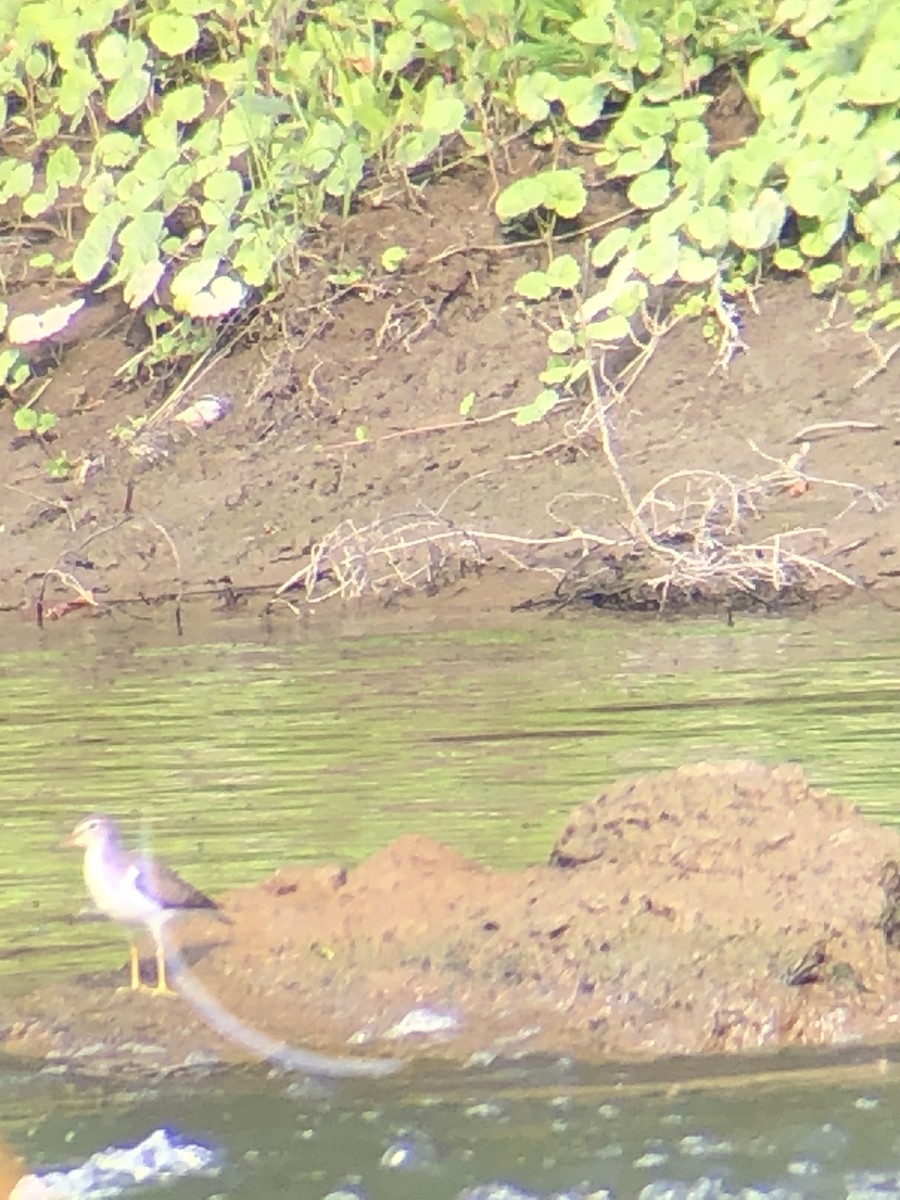 Spotted Sandpiper - Bill Vajdich