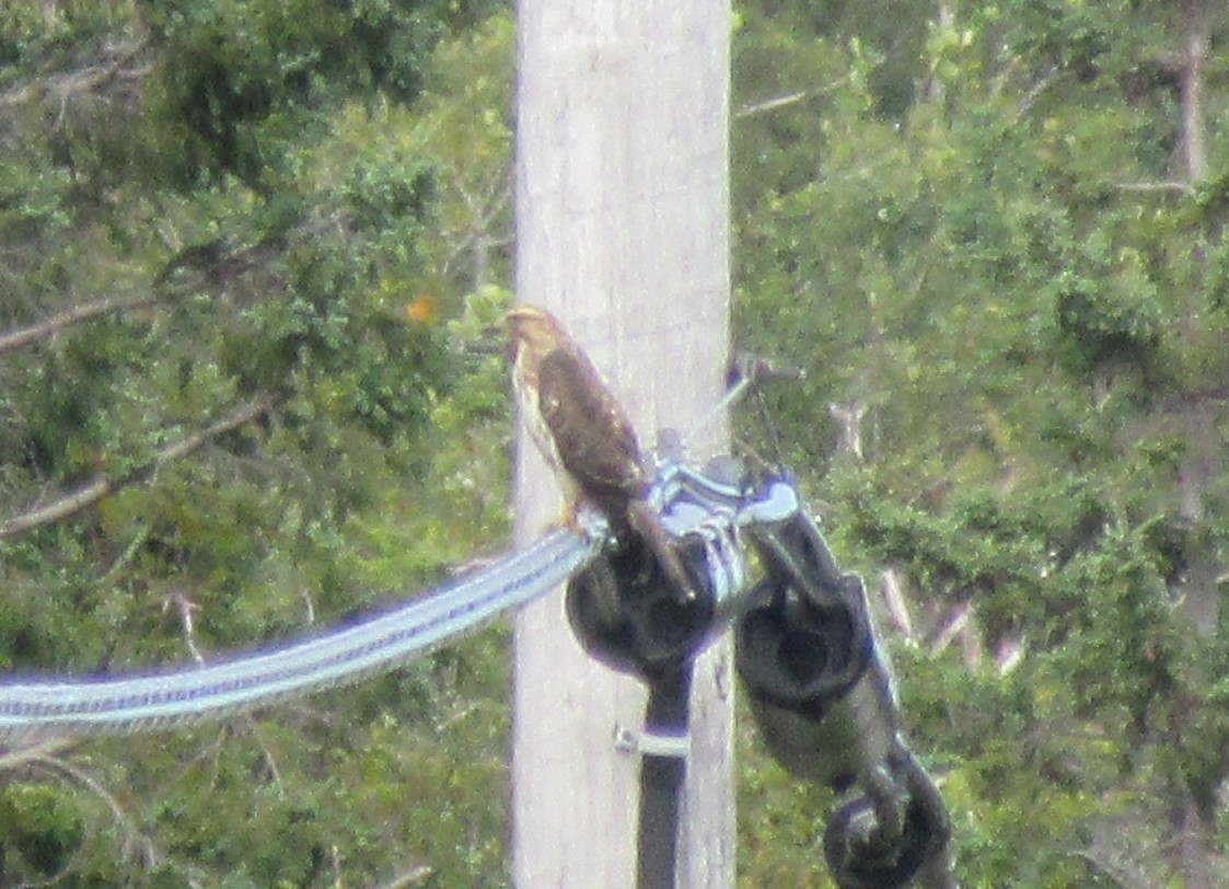 Broad-winged Hawk - alicia penney