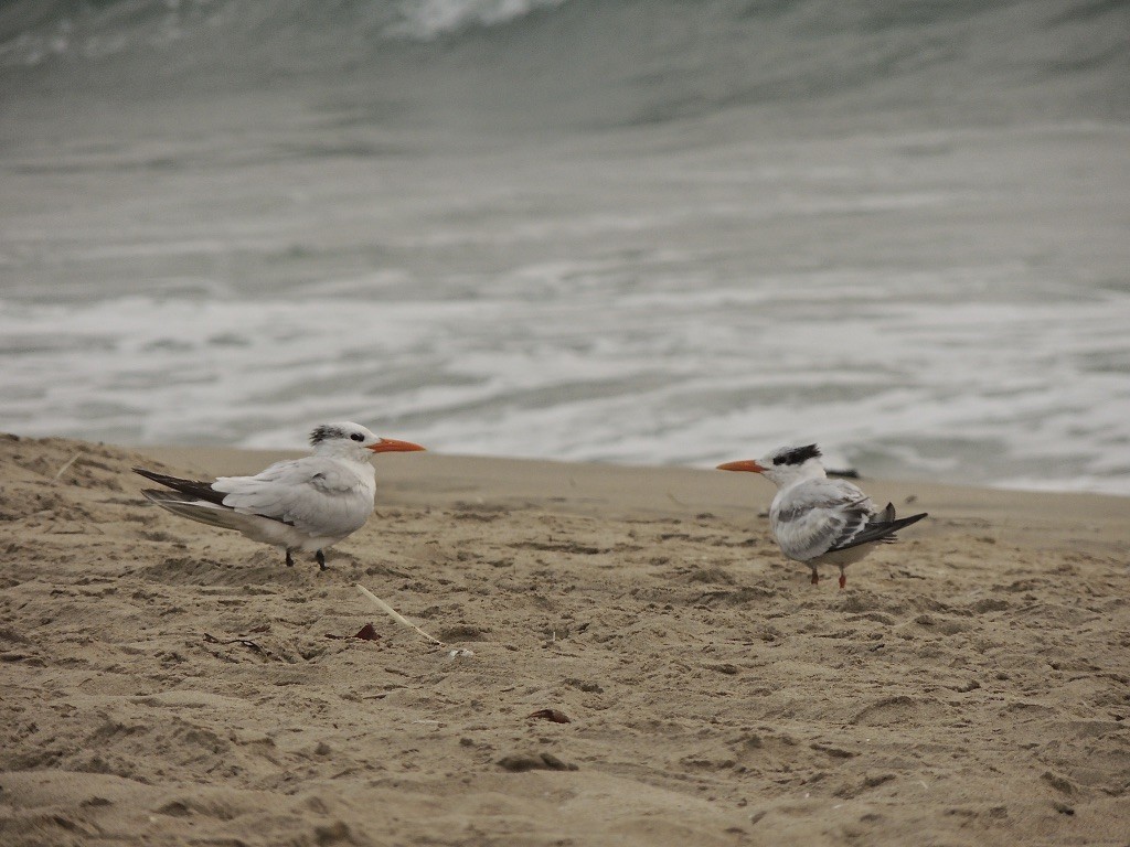 Royal Tern - ML262495261