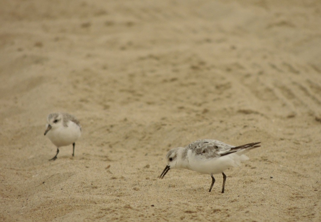 Sanderling - ML262495341