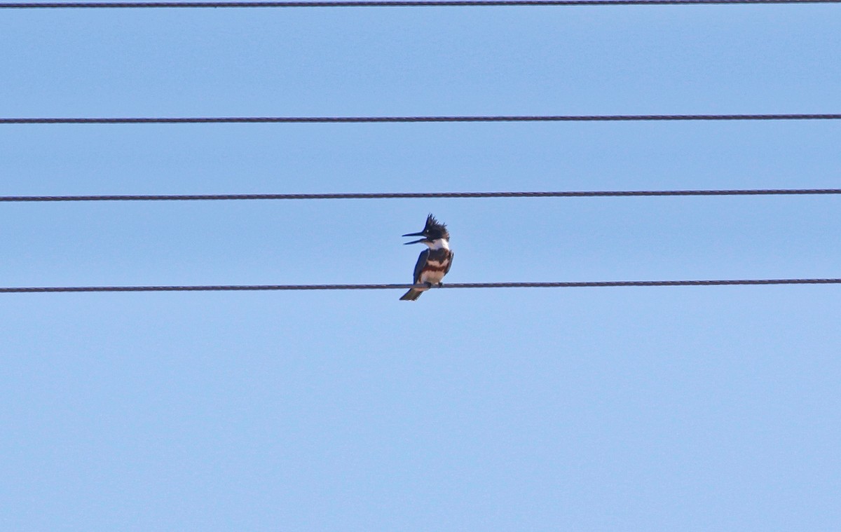 Belted Kingfisher - Douglas Hall