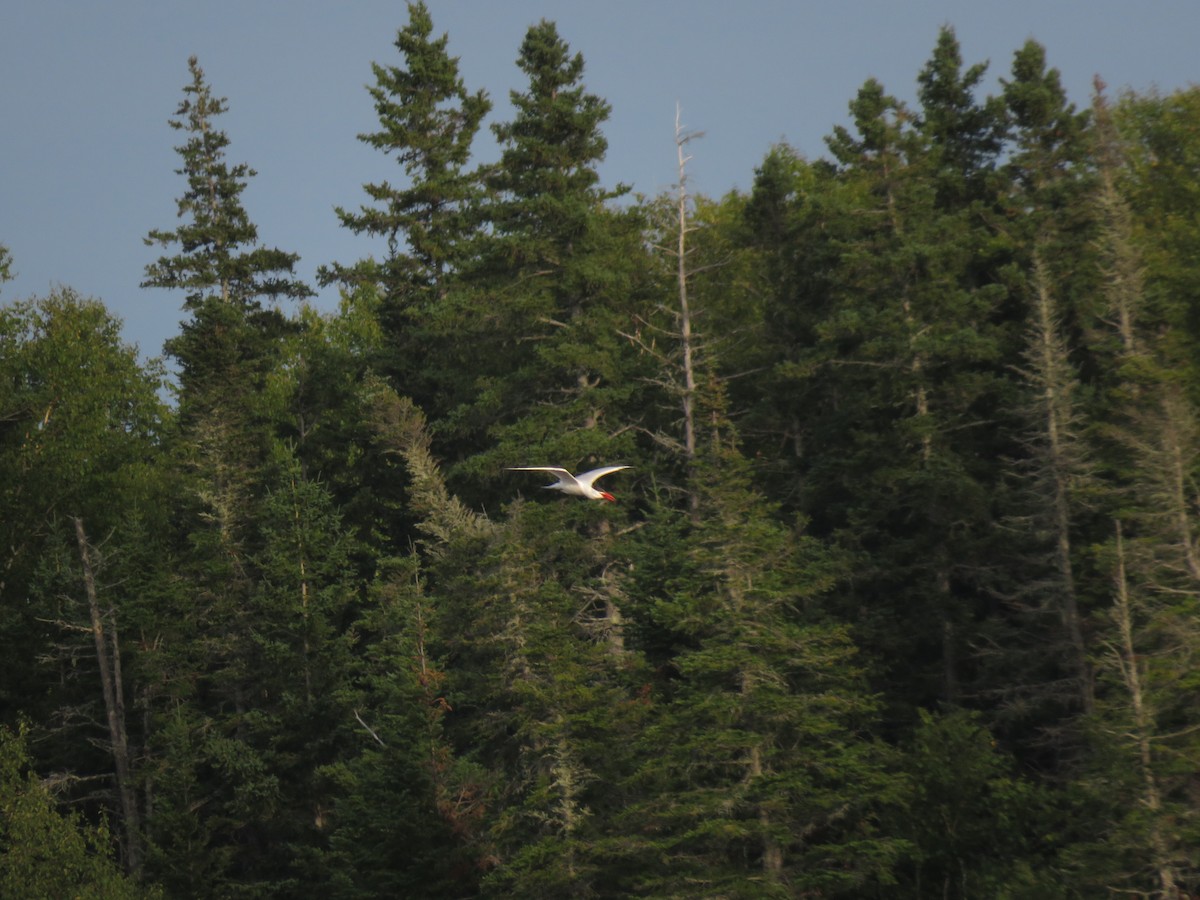 Caspian Tern - Alexander Merrigan